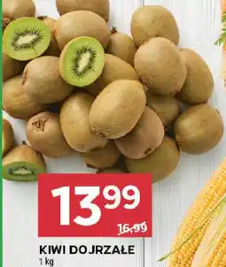 Stokrotka Kiwi dojrzałe oferta