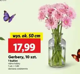 Lidl Gerbery 10 szt oferta