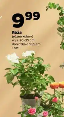 Netto Róża oferta