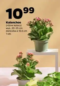 Netto Kalanchoe oferta