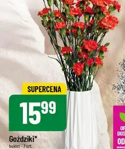 Polomarket Goździki oferta