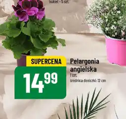 Polomarket Pelargonia angielska oferta