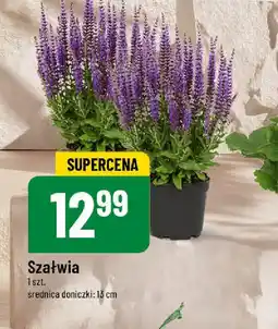 Szałwia
