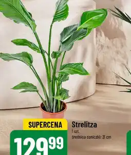 Strelitzia