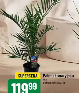Polomarket Palma kanaryjska oferta