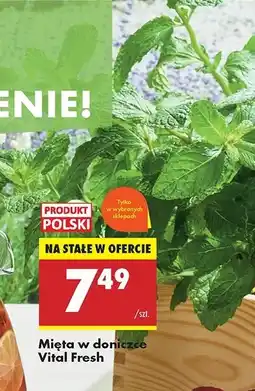 Biedronka Mięta Vital fresh oferta
