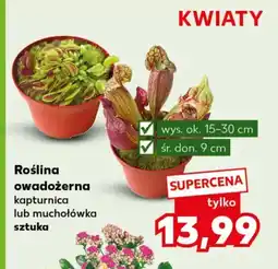 Kaufland Roślina owadożerna oferta