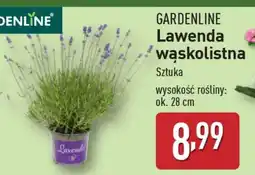 ALDI GARDENLINE Lawenda wąskolistna oferta
