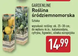 ALDI GARDENLINE Roślina śródziemnomorska oferta