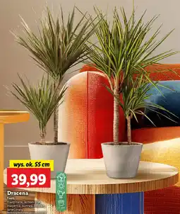 Lidl Dracena oferta
