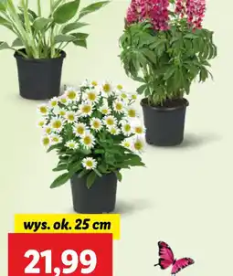 Lidl Byliny rabatowe oferta