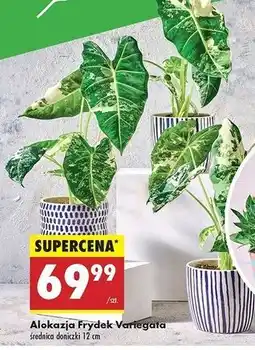 Biedronka Alokazja frydek variegata oferta
