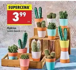 Biedronka Kaktus oferta