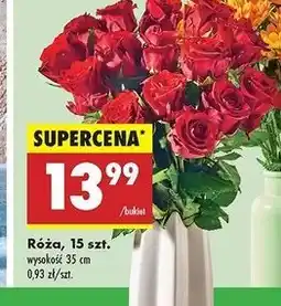 Biedronka Róże oferta