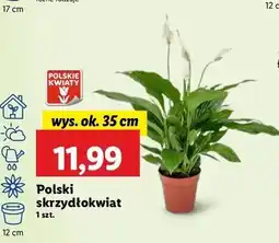 Skrzydłokwiat 35 cm