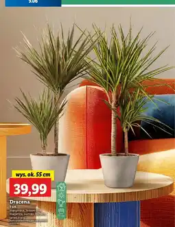 Lidl Dracena janet craig don. 17 cm oferta