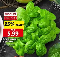 Lidl Bazylia oferta