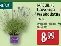 ALDI Lawenda wąskolistna Gardenline oferta