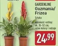 ALDI Frizea Gardenline oferta