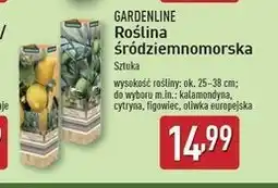 ALDI Kalamondyna Gardenline oferta
