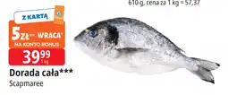 E.Leclerc Dorada cała Scapmaree oferta