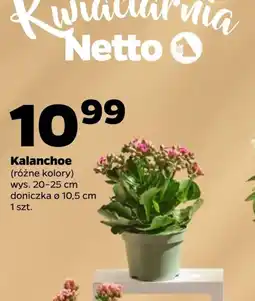Netto Kalanchoe Netto oferta