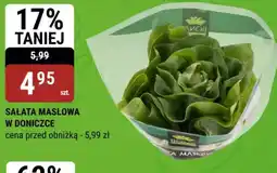 bi1 Sałata masłowa w doniczce oferta