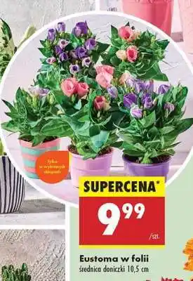 Biedronka Eustoma w folii oferta