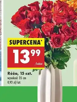 Biedronka Róźa 15 szt oferta