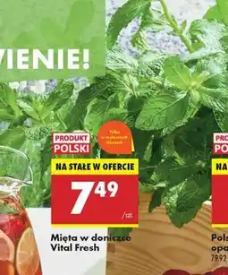 Biedronka Mięta w doniczce Vital Fresh oferta