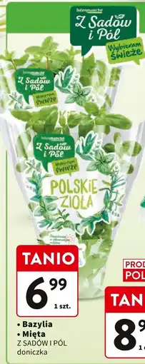 Intermarche Bazylia Z SADÓW I PÓL doniczka oferta