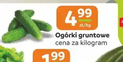 Społem Częstochowa Ogórki gruntowe oferta