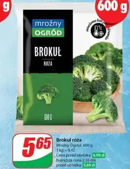 Dino Brokul róża oferta