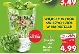 Kaufland Bazylia sztuka oferta