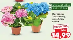 Kaufland Hortensja oferta