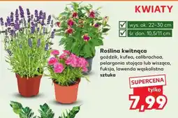 Kaufland Roślina kwitnąca oferta