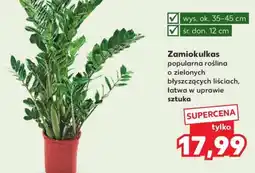 Kaufland Zamiokulkas oferta