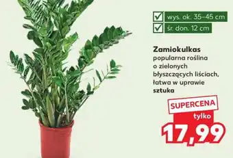 Kaufland Zamiokulkas oferta