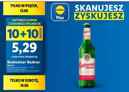 Lidl Piwo Budweiser oferta