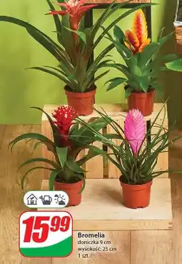 Dino Bromelia oferta