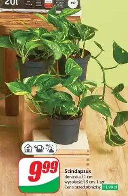 Dino Scindapsus oferta