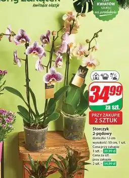 Dino Storczyk 2 pędowy oferta