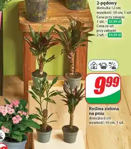 Dino Roślina zielona na pniu oferta