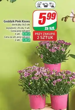 Dino Goździk pink kisses oferta