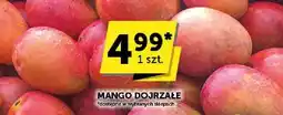 Groszek Mango dojrzałe Groszek oferta