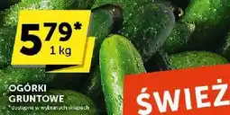 Groszek Ogórki gruntowe Groszek oferta