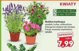 Kaufland Roślina doniczkowa oferta