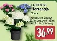 Hortensja Gardenline