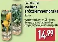 ALDI Oliwka Gardenline oferta