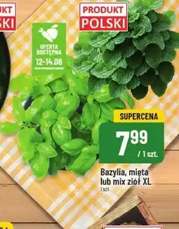 Polomarket Bazylia Polski oferta